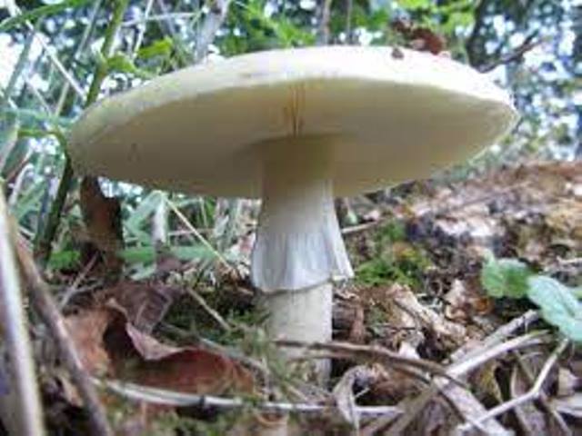 30-річний чоловік помер від отруєння грибами — зеленухами