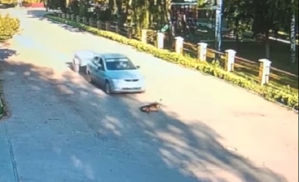 На Черкащині водій переїхав собаку, який просто лежав на дорозі (ВІДЕО 18+)
