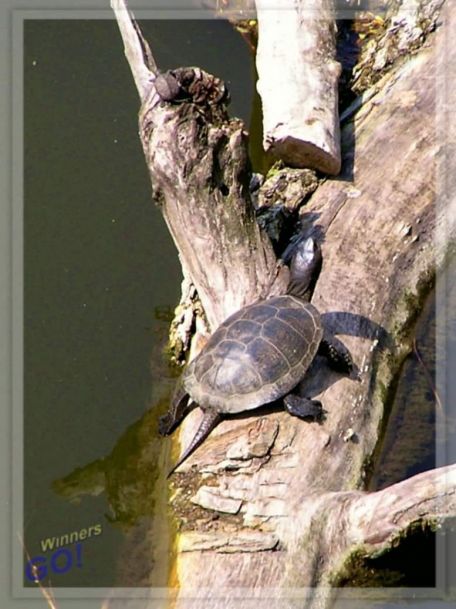У міському парку живуть червонокнижні черепахи — Новини Черкащіни
